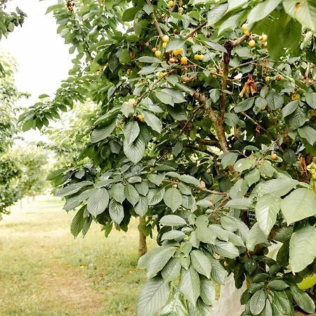 Domek alpejski Casa Nogueiras *