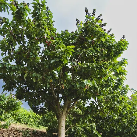 Domek alpejski Casa Nogueiras