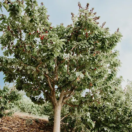 Casa Nogueiras Domek alpejski *